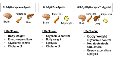 Glucagon Glp 1 Interactions photo